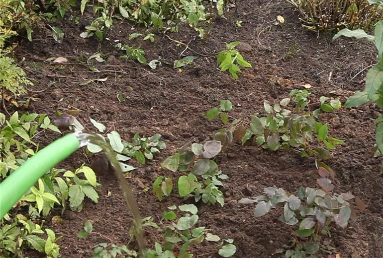 Elfenblume - Einpflanzen im Garten (Anleitung - 4) Elfenblume - Einpflanzen im Garten (Anleitung - 4)