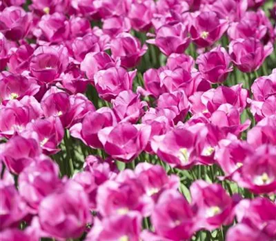 Stauden und Blumenzwiebeln kombinieren Stauden und Blumenzwiebeln kombinieren