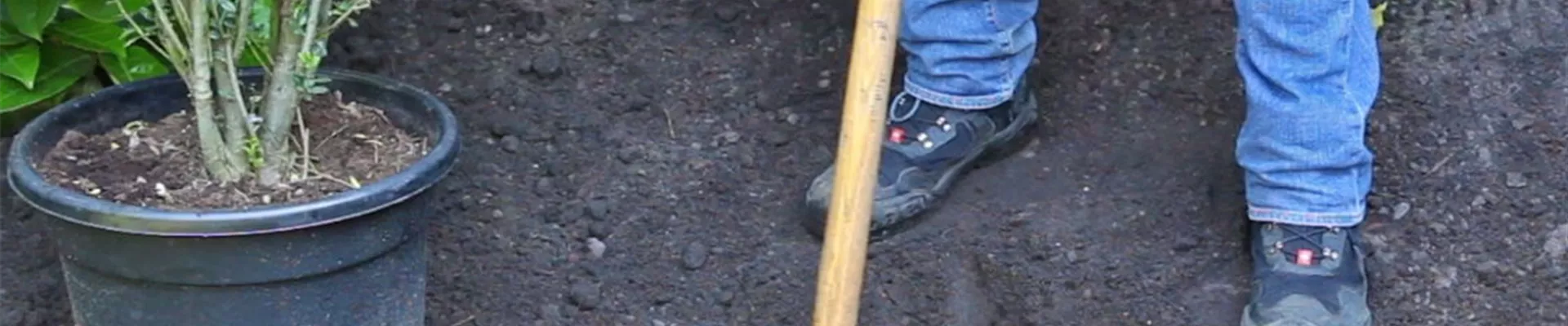 Stechpalme - Einpflanzen im Garten (3) Stechpalme - Einpflanzen im Garten (3)