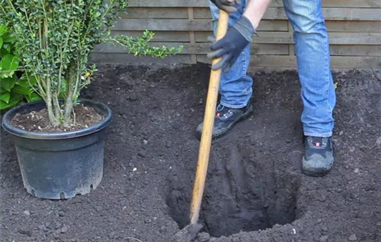 Stechpalme - Einpflanzen im Garten Stechpalme - Einpflanzen im Garten