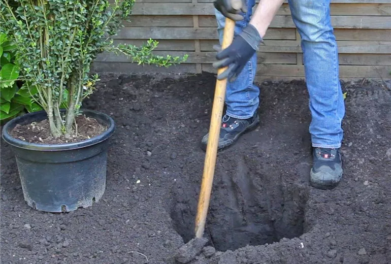 Stechpalme - Einpflanzen im Garten (3) Stechpalme - Einpflanzen im Garten (3)