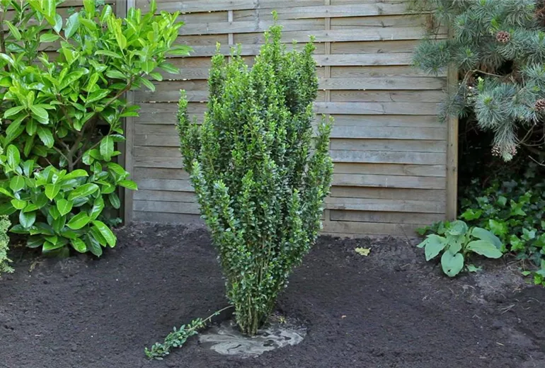 Stechpalme - Einpflanzen im Garten (1) Stechpalme - Einpflanzen im Garten (1)