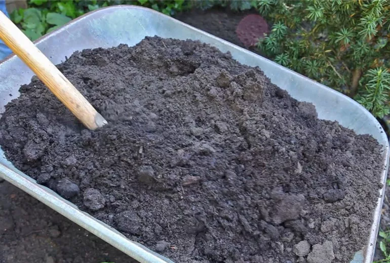 Stechpalme - Einpflanzen im Garten (2) Stechpalme - Einpflanzen im Garten (2)