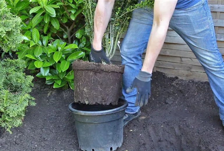 Stechpalme - Einpflanzen im Garten (4) Stechpalme - Einpflanzen im Garten (4)