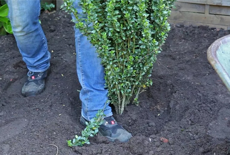 Stechpalme - Einpflanzen im Garten (5) Stechpalme - Einpflanzen im Garten (5)