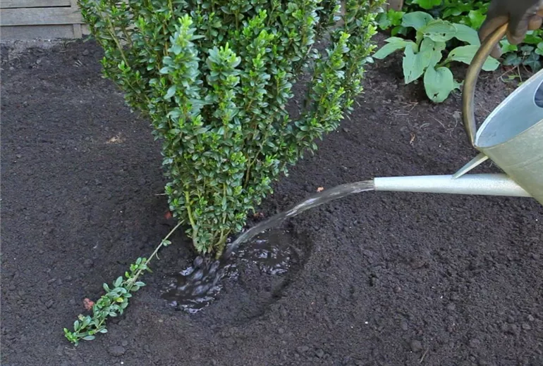 Stechpalme - Einpflanzen im Garten (6) Stechpalme - Einpflanzen im Garten (6)