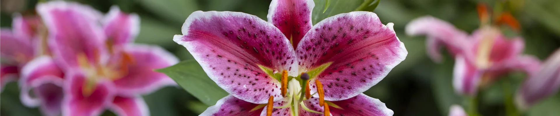 Lilium 'Stargazer'