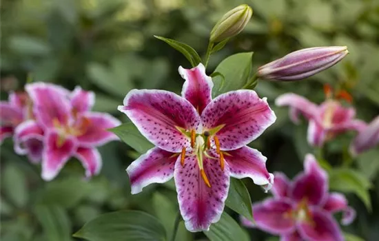 Lilien pflegen - die Rundumversorgung der Blumenzwiebeln