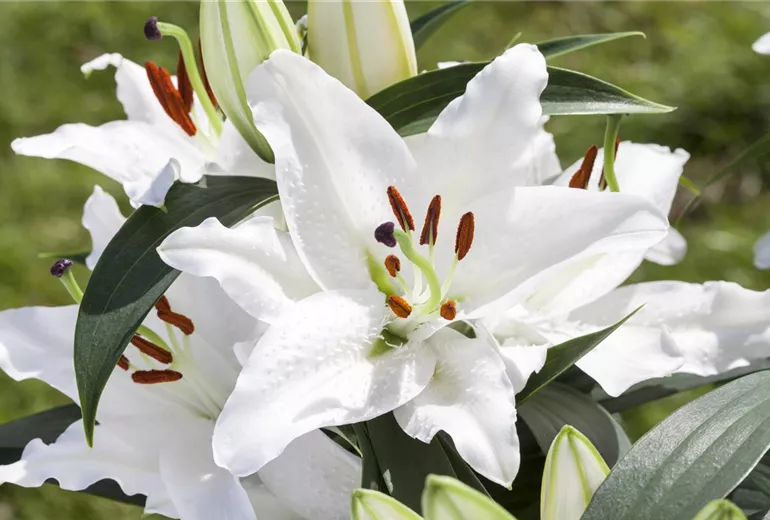Lilium, weiß