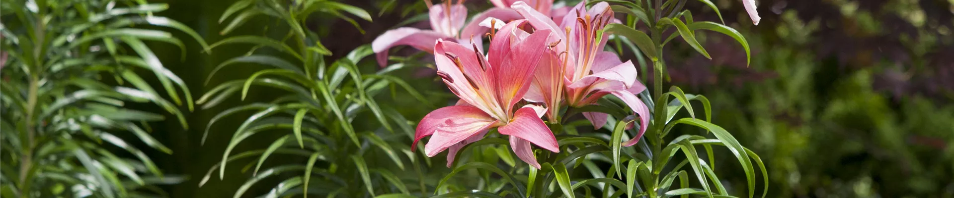 Lilium 'Toronto'