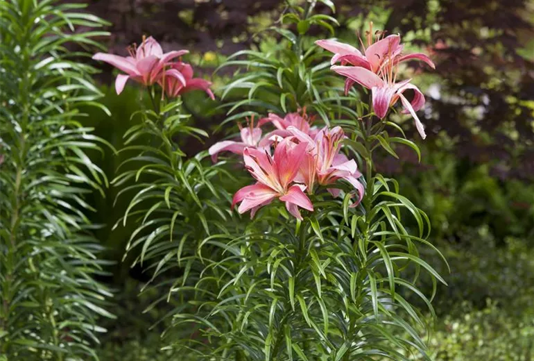 Lilium 'Toronto'