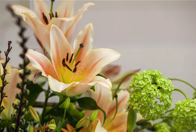Lilium