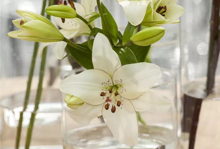 Weiße Lilie in Glasvase