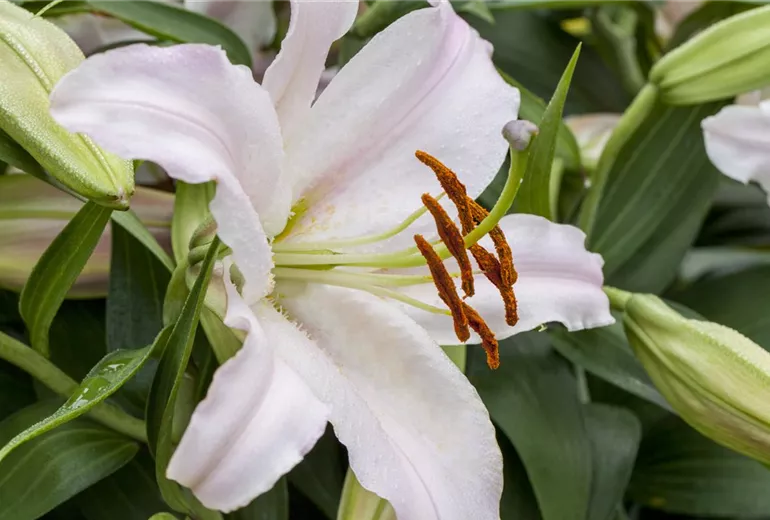 Lilium