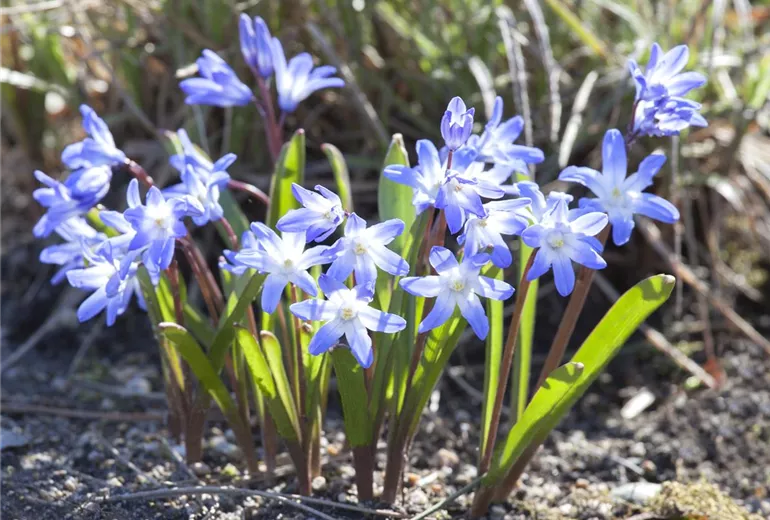 Chionodoxa forbesii 'Blue Giant'