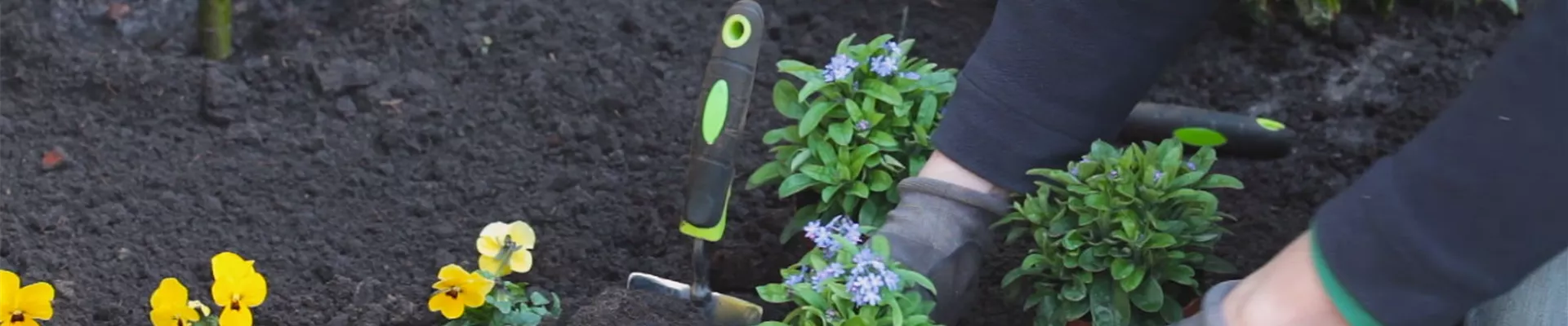 Vergissmeinnicht - Einpflanzen im Garten 6