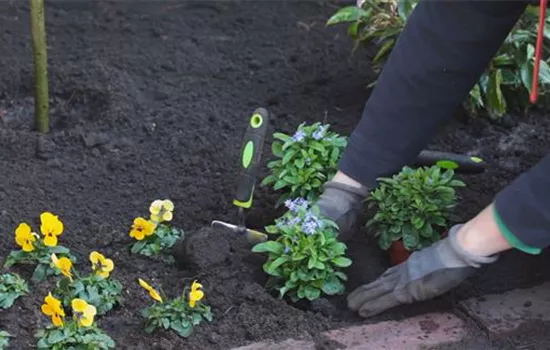 Vergissmeinnicht - Einpflanzen im Garten Vergissmeinnicht - Einpflanzen im Garten