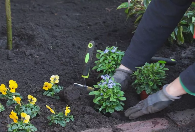 Vergissmeinnicht - Einpflanzen im Garten 6