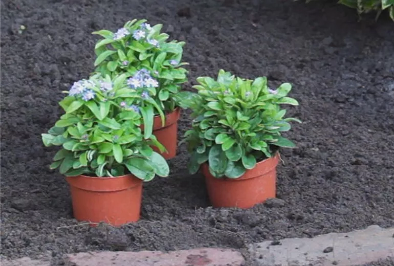 Vergissmeinnicht - Einpflanzen im Garten 1