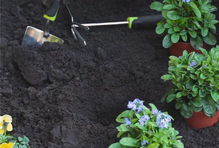 Vergissmeinnicht - Einpflanzen im Garten 2