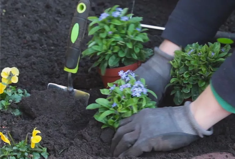 Vergissmeinnicht - Einpflanzen im Garten 3