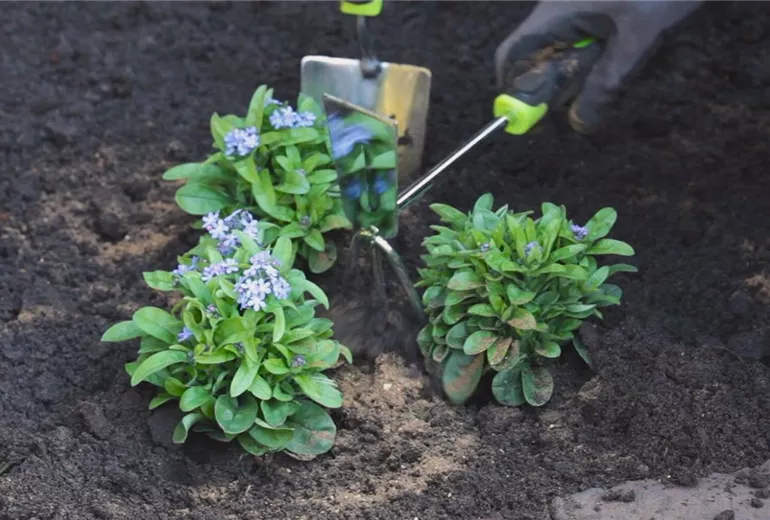 Vergissmeinnicht - Einpflanzen im Garten 4