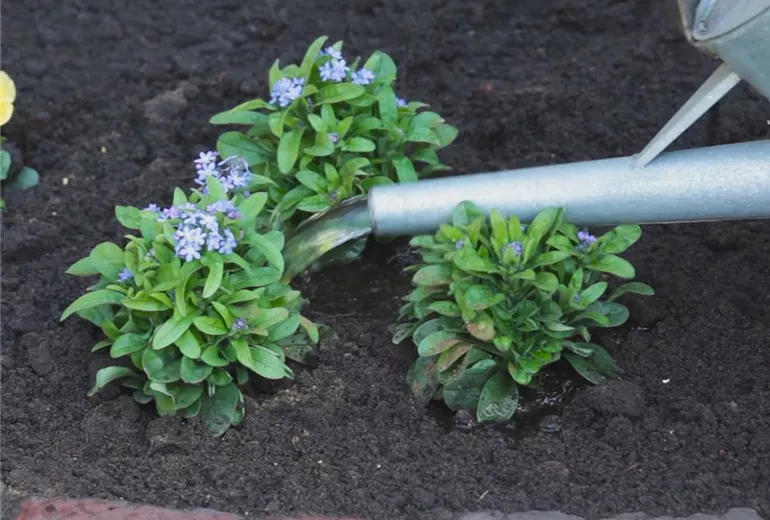 Vergissmeinnicht - Einpflanzen im Garten 5
