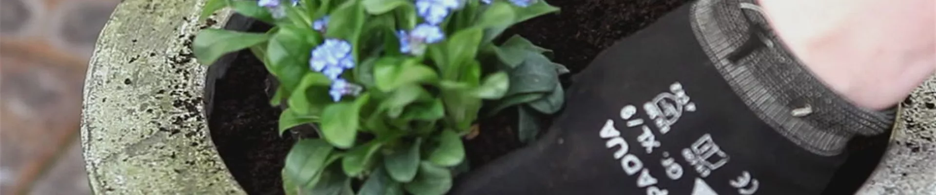 Vergissmeinnicht – Einpflanzen in ein Gefäß 5