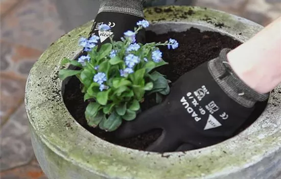 Vergissmeinnicht – Einpflanzen in ein Gefäß Vergissmeinnicht – Einpflanzen in ein Gefäß