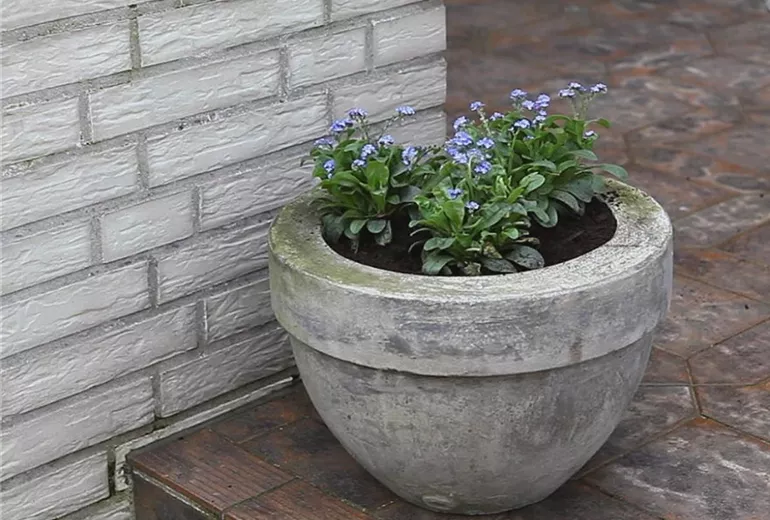 Vergissmeinnicht – Einpflanzen in ein Gefäß 6