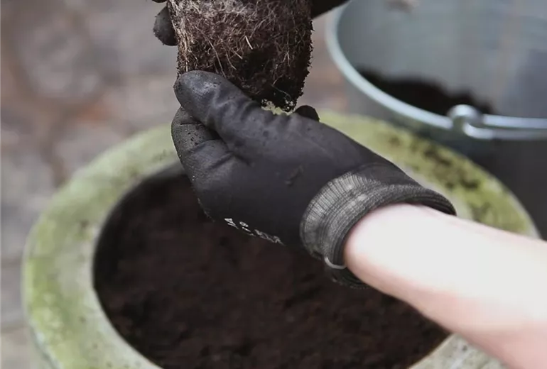 Vergissmeinnicht – Einpflanzen in ein Gefäß 2