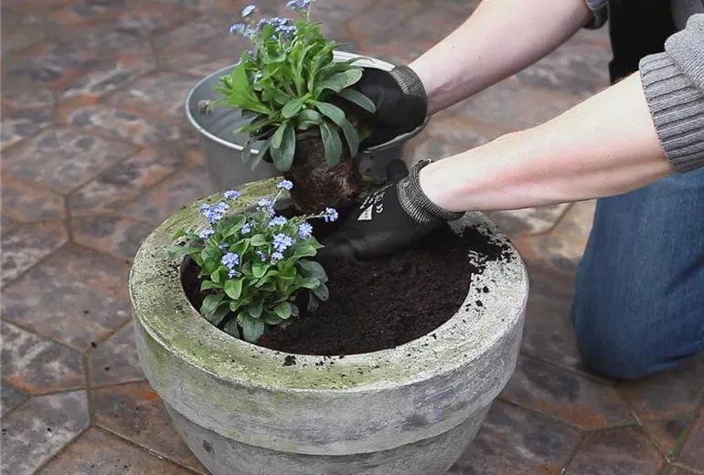 Vergissmeinnicht – Einpflanzen in ein Gefäß 3
