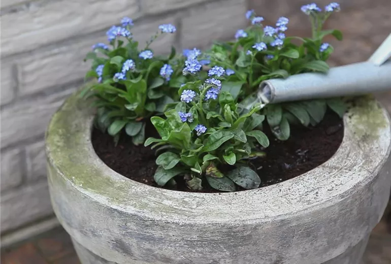 Vergissmeinnicht – Einpflanzen in ein Gefäß 4
