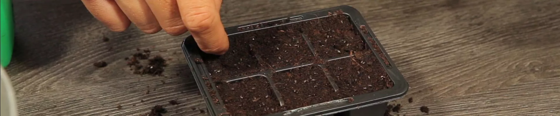 Basilikum - Aussäen von Samen (3)