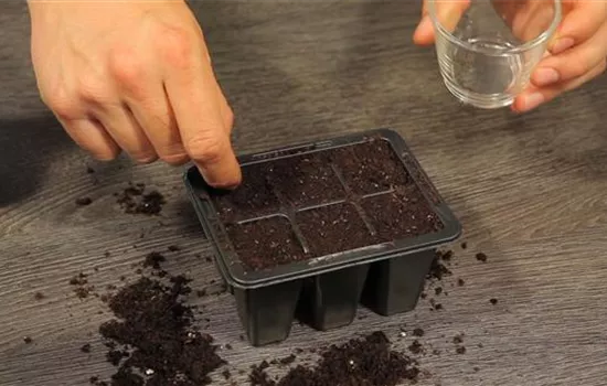 Basilikum - Aussäen von Samen