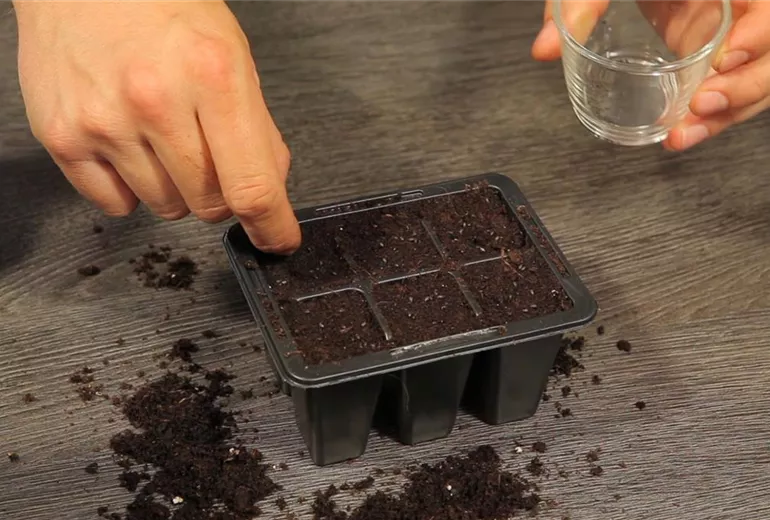 Basilikum - Aussäen von Samen (3)