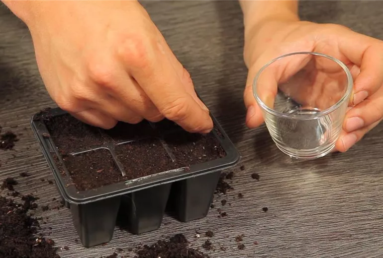 Basilikum - Aussäen von Samen (1)