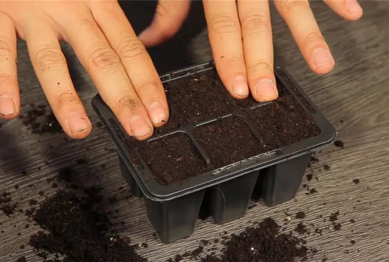 Basilikum - Aussäen von Samen (2)