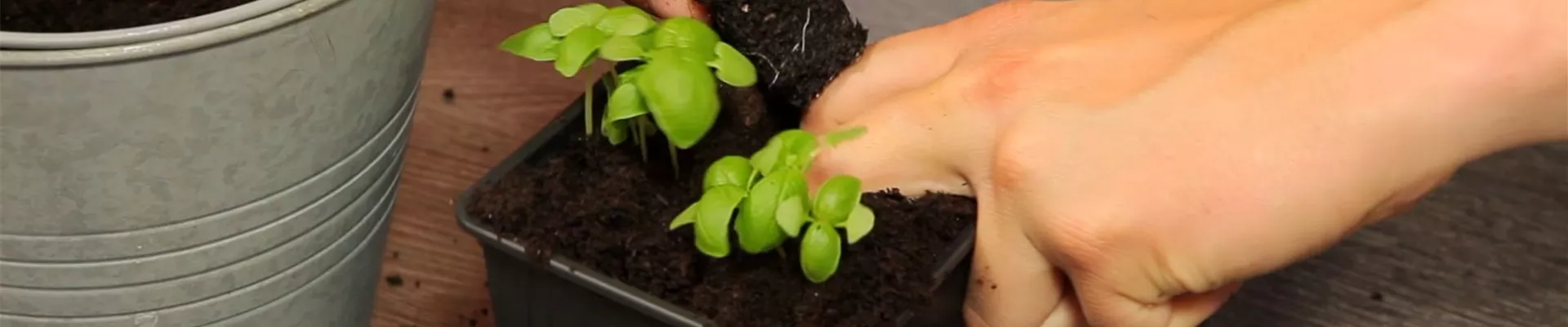 Basilikum - Umtopfen der Anzucht (3)