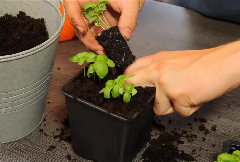 Basilikum - Umtopfen der Anzucht (3)