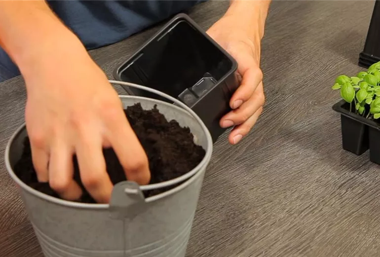 Basilikum - Umtopfen der Anzucht (2)