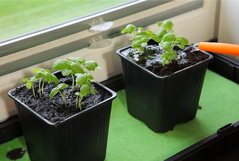 Basilikum - Umtopfen der Anzucht (4)