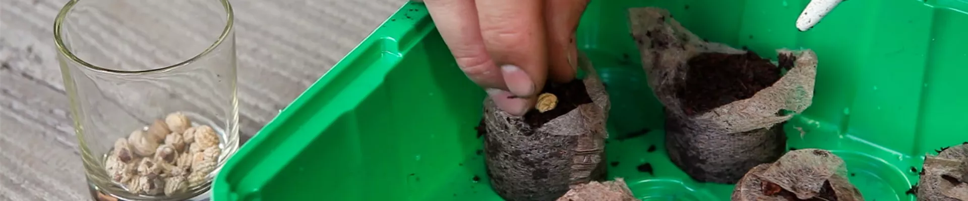 Kapuzinerkresse - Aussaat in Kokosplättchen (5) Kapuzinerkresse - Aussaat in Kokosplättchen (5)