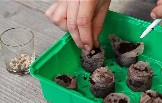 Kapuzinerkresse - Aussaat in Kokosplättchen Kapuzinerkresse - Aussaat in Kokosplättchen