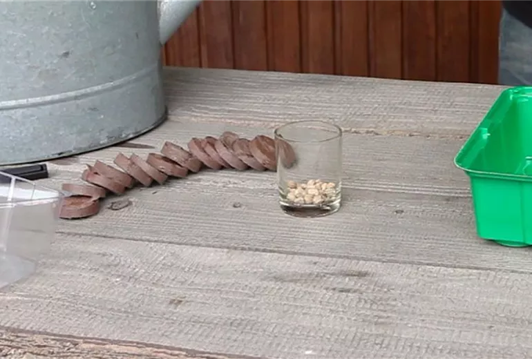 Kapuzinerkresse - Aussaat in Kokosplättchen (1) Kapuzinerkresse - Aussaat in Kokosplättchen (1)