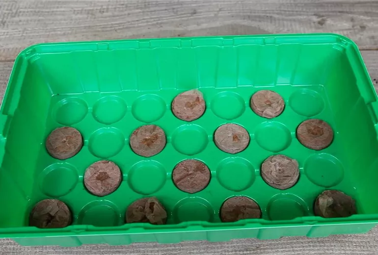 Kapuzinerkresse - Aussaat in Kokosplättchen (2) Kapuzinerkresse - Aussaat in Kokosplättchen (2)