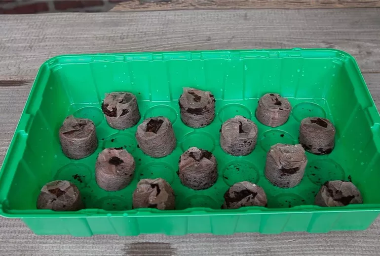 Kapuzinerkresse - Aussaat in Kokosplättchen (3) Kapuzinerkresse - Aussaat in Kokosplättchen (3)