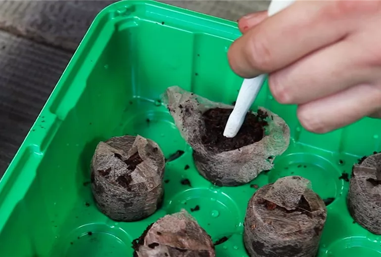 Kapuzinerkresse - Aussaat in Kokosplättchen (4) Kapuzinerkresse - Aussaat in Kokosplättchen (4)