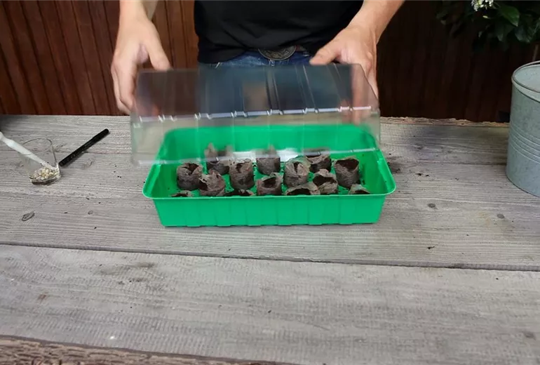 Kapuzinerkresse - Aussaat in Kokosplättchen (6) Kapuzinerkresse - Aussaat in Kokosplättchen (6)