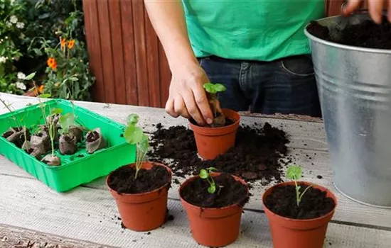 Kapuzinerkresse - Umtopfen der Anzucht Kapuzinerkresse - Umtopfen der Anzucht